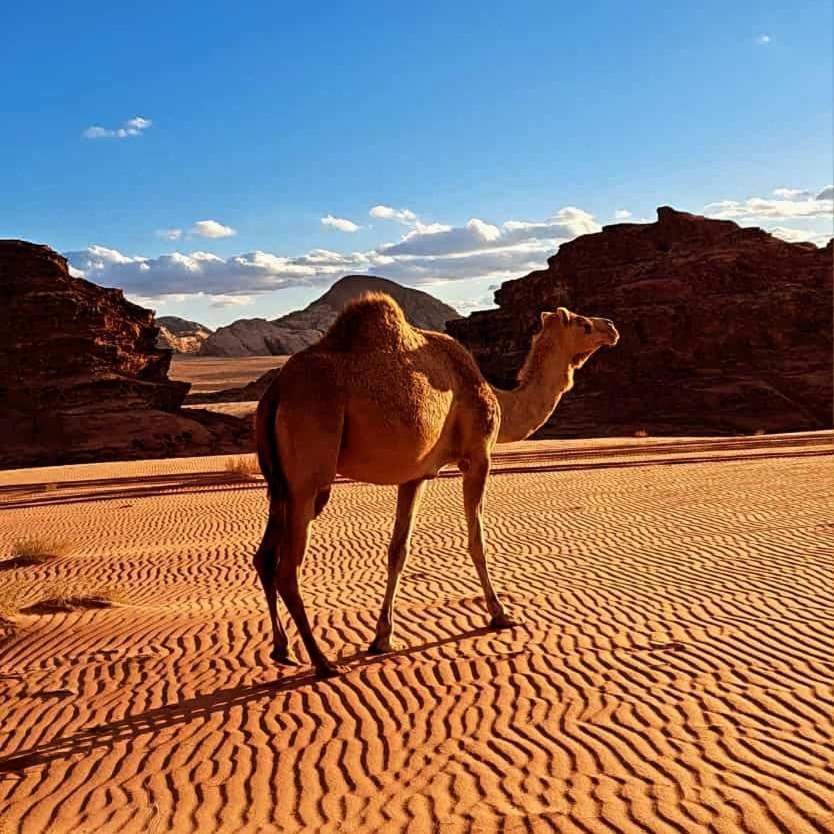 Wadi Rum Nabatean Camp Hotel Exterior foto